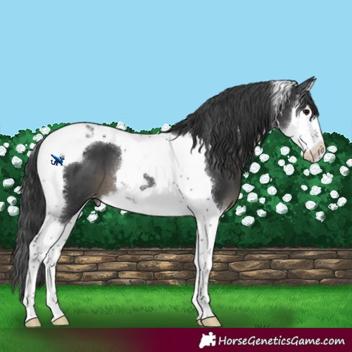 Horse Color:Black Sabino Splash Tobiano Appaloosa