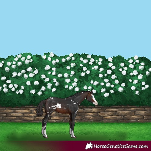 Horse Color:White Spotted Brown Splash Appaloosa Rabicano 