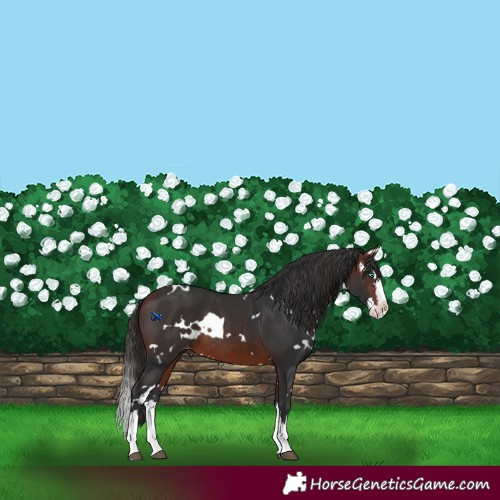 Horse Color:White Spotted Brown Splash Appaloosa Rabicano