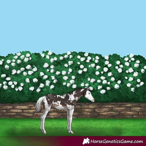 Horse Color:White Spotted Liver Chestnut Splash Appaloosa 