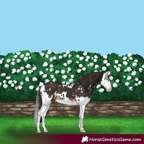 Horse Color:White Spotted Liver Chestnut Splash Appaloosa