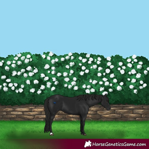Horse Color:Gray Black 