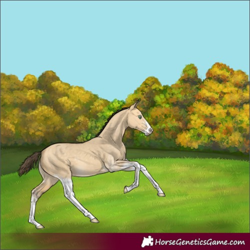 Horse Color:Amber Cream Champagne Dun Sabino 