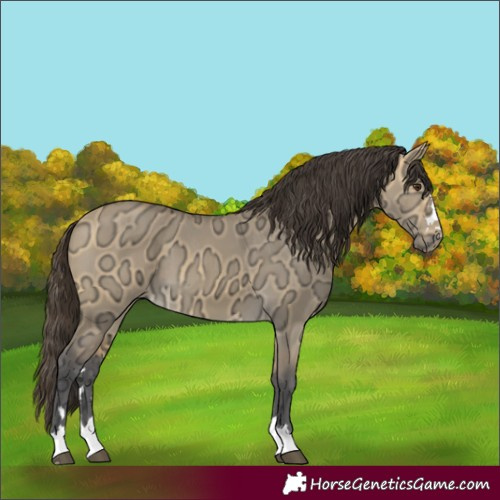 Horse Color:Buckskin Ice Dun