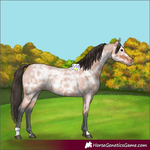 Horse Color:Bay Ice Roan Rabicano 