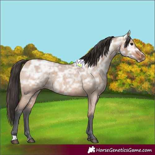 Horse Color:Bay Ice Roan Dun Rabicano 