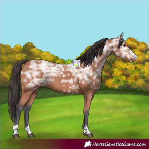 Horse Color:Bay Ice Rabicano 