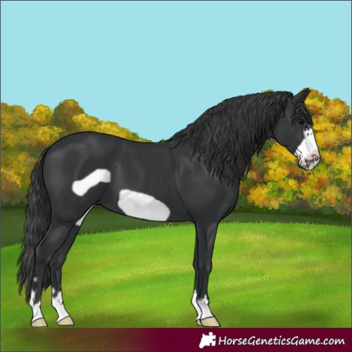 Horse Color:Black Frame 