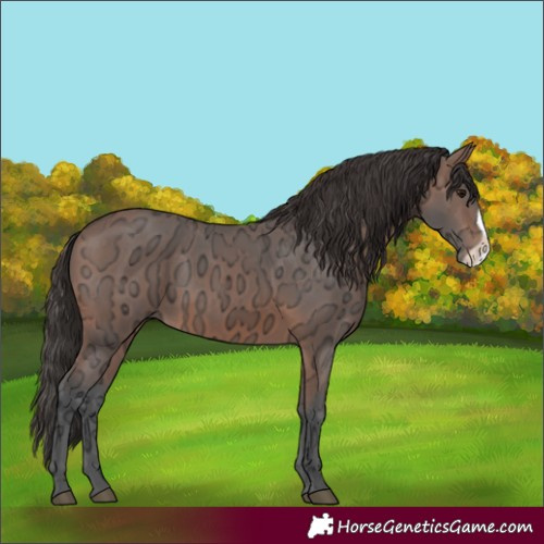 Horse Color:Bay Ice Frame 