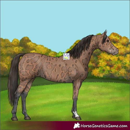 Horse Color:Bay Ice Rabicano