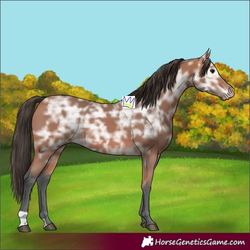Horse Color:Bay Ice Rabicano 