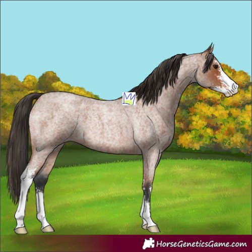 Horse Color:Bay Roan Sabino