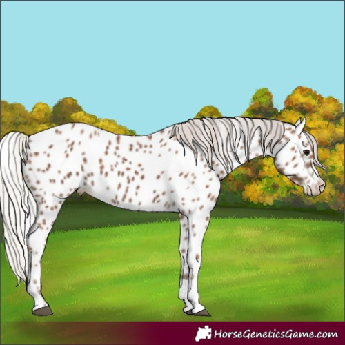 Horse Color:Silver Black Appaloosa 
