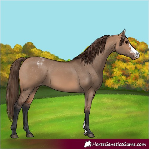 Horse Color:Bay Dun Sabino Varnish