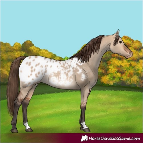 Horse Color:Bay Dun Blanket