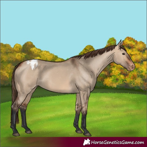 Horse Color:Bay Dun Varnish
