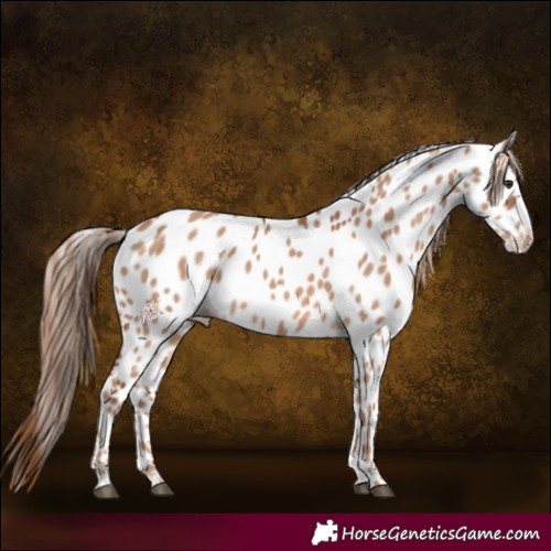 Horse Color:Red Dun Leopard 