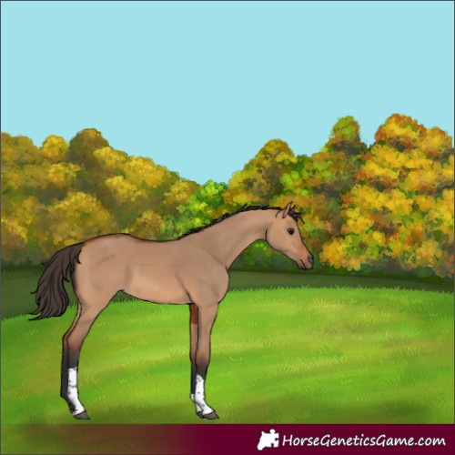 Horse Color:Bay Dun Tobiano 
