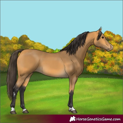 Horse Color:Buckskin