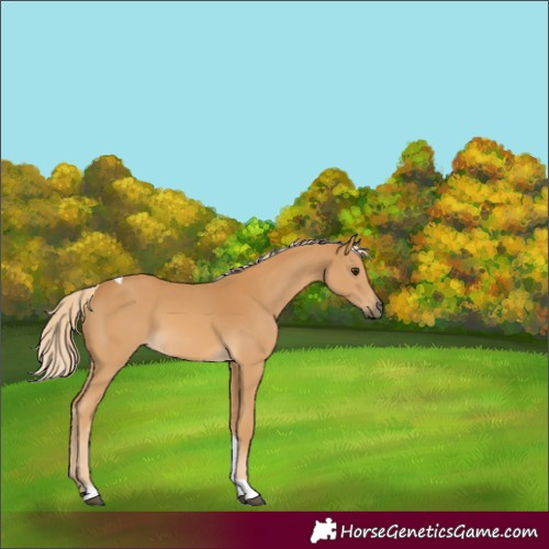 Horse Color:Palomino Tobiano