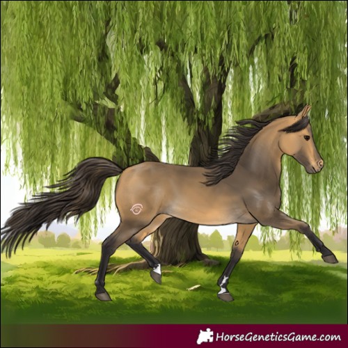 Horse Color:Buckskin