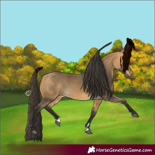 Horse Color:Buckskin