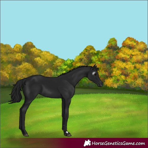 Horse Color:Gray Smoky Black