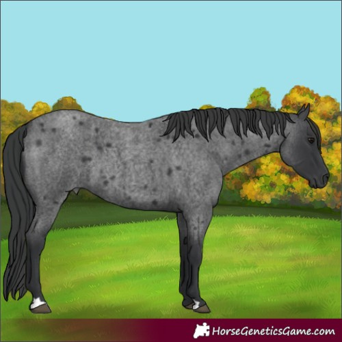 Horse Color:Blue Roan 
