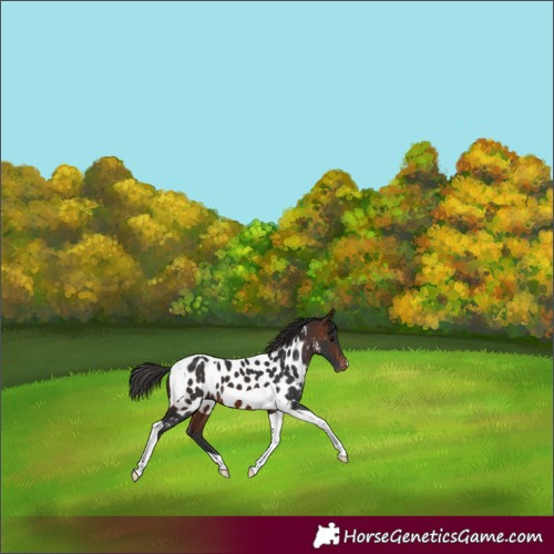 Horse Color:Brown Tobiano Appaloosa