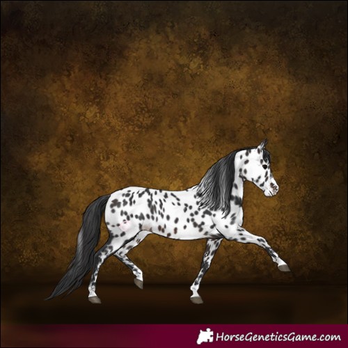 Horse Color:Brown Appaloosa 
