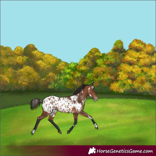 Horse Color:White Spotted Bay Appaloosa 