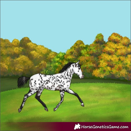 Horse Color:Gray Bay Appaloosa 