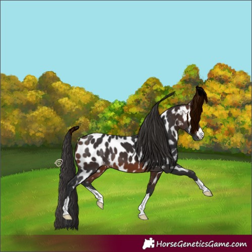 Horse Color:Brown Appaloosa 