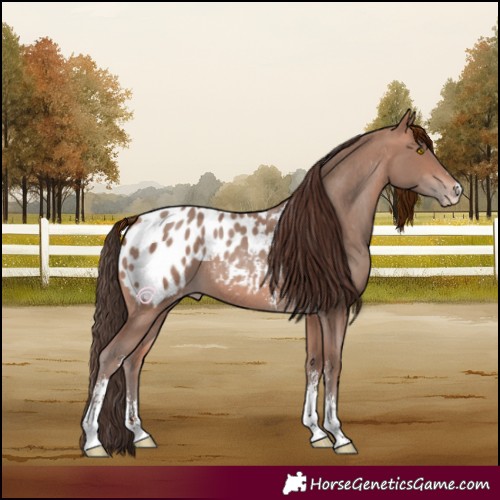 Horse Color:Sable Champagne Sabino Blanket