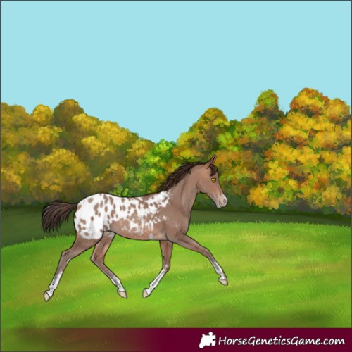Horse Color:Sable Champagne Sabino Appaloosa 