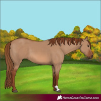 Horse Color:Red Dun