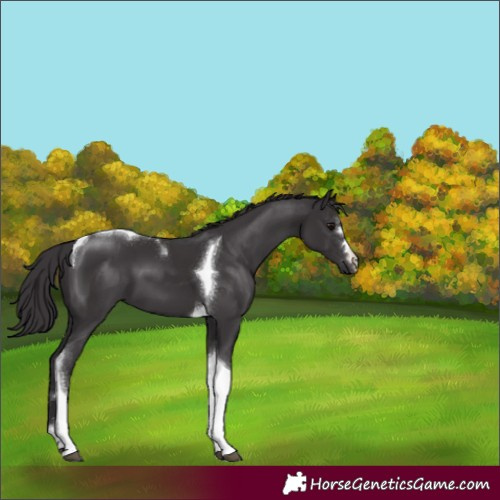 Horse Color:Smoky Black Tobiano 