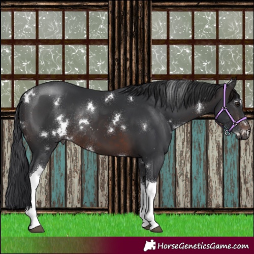 Horse Color:White Spotted Brown Tobiano Rabicano 