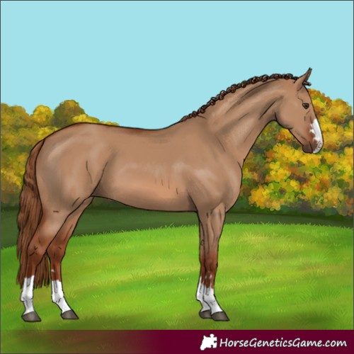 Horse Color:Red Dun