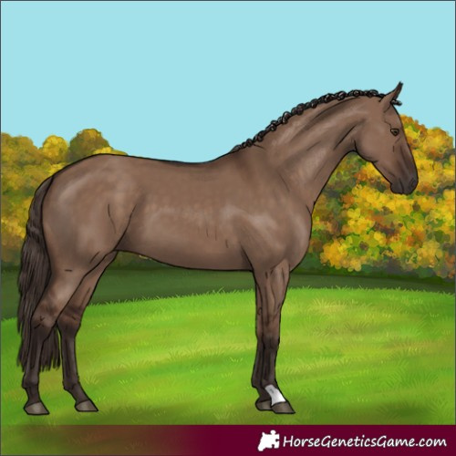 Horse Color:Liver Red Dun 