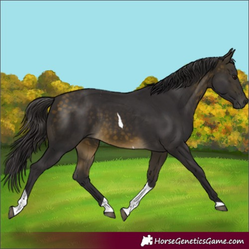 Horse Color:Buckskin Tobiano