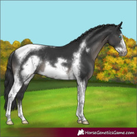 Horse Color:Black Tobiano Frame Rabicano