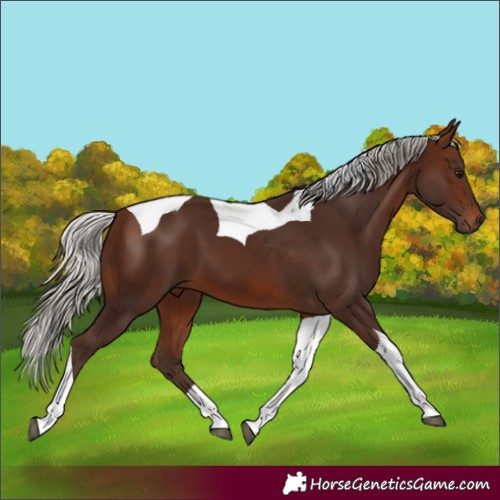 Horse Color:Silver Brown Tobiano