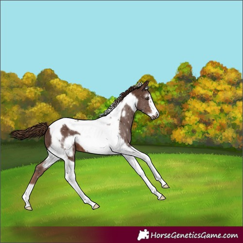 Horse Color:Gray Chestnut Tobiano Frame Appaloosa