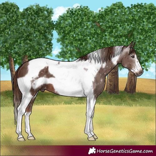 Horse Color:Gray Chestnut Tobiano Frame Varnish 