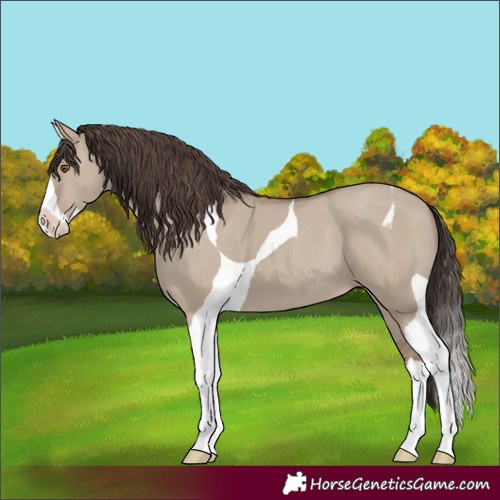 Horse Color:Unknown 