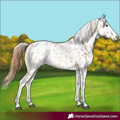 Horse Color:Chestnut Appaloosa