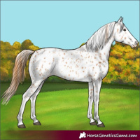 Horse Color:Chestnut Appaloosa