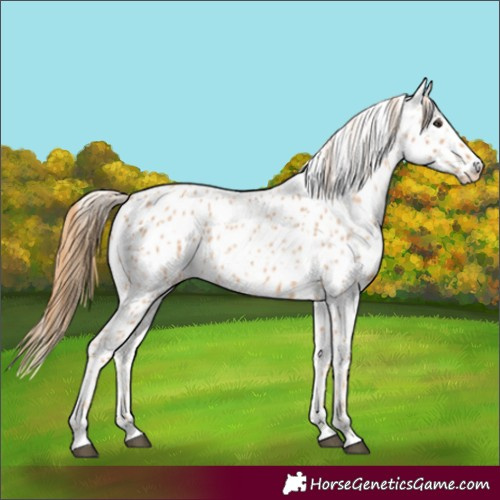 Horse Color:Red Roan Appaloosa