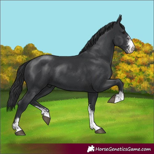 Horse Color:Black Sabino 